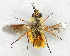  ( - JMCA-0739)  @11 [ ] CreativeCommons - Attribution (2016) Jim Moore Centre for Biodiversity Genomics