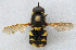  ( - JMCA-0749)  @11 [ ] CreativeCommons - Attribution (2016) Jim Moore Centre for Biodiversity Genomics