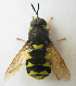  ( - JMCA-0749)  @11 [ ] CreativeCommons - Attribution (2016) Jim Moore Centre for Biodiversity Genomics