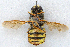  ( - JMCA-0749)  @11 [ ] CreativeCommons - Attribution (2016) Jim Moore Centre for Biodiversity Genomics