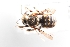  (Anthidium paroselae - UCSD.JLM.8682)  @11 [ ] by-nc (2025) Jessica Mullins Unspecified