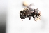  (Ashmeadiella altadenae - UCSD.JLM.7764)  @11 [ ] by-nc (2025) Jessica Mullins Unspecified