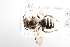  (Atoposmia hemizoniae - UCSD.JLM.7548)  @11 [ ] by-nc (2025) Jessica Mullins Unspecified