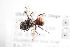  (Hoplitis remotula - UCSD.JLM.7222)  @11 [ ] by-nc (2025) Jessica Mullins Unspecified