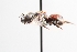  ( - UCSD.JLM.7222)  @11 [ ] by-nc (2025) Jessica Mullins Unspecified