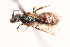  (Lasioglossum californiae - UCSD.JLM.7520)  @11 [ ] by-nc (2025) Jessica Mullins Unspecified