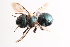  (Osmia mixta - UCSD.KJH.11465)  @11 [ ] by-nc (2025) Jessica Mullins Unspecified