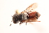  (Hoplitis cryptanthae - UCSD.KJH.11375)  @11 [ ] by-nc (2025) Jessica Mullins Unspecified
