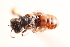  (Hoplitis seminigra - UCSD.KJH.12533)  @11 [ ] by-nc (2025) Jessica Mullins Unspecified