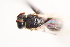  (Hylaeus aztecus - UCSD.KJH.57664)  @11 [ ] by-nc (2025) Jessica Mullins Unspecified