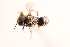  (Ashmeadiella titusi - UCSD.KJH.11710)  @11 [ ] by-nc (2025) Jessica Mullins Unspecified