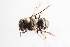  (Atoposmia pycnognatha - UCSD.KJH.33161)  @11 [ ] by-nc (2025) Jessica Mullins Unspecified
