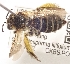  (Hesperapis sp. 1 - OKBS.POL.4324)  @11 [ ] by-nc (2025) Keng-Lou James Hung Unspecified