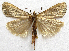  (Euchromius californicalis PS1 - BIOUG00848-B12)  @14 [ ] CreativeCommons - Attribution Non-Commercial No Derivatives (2011) Unspecified Unspecified