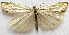  (Crambus gausapalis - BIOUG00848-C10)  @14 [ ] CreativeCommons - Attribution Non-Commercial No Derivatives (2011) Unspecified Unspecified