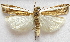  (Crambus sperryellus - BIOUG00848-D01)  @15 [ ] CreativeCommons - Attribution Non-Commercial No Derivatives (2011) Unspecified Unspecified