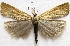  (Pediasia nr. abnaki - BIOUG00848-D02)  @14 [ ] CreativeCommons - Attribution Non-Commercial No Derivatives (2011) Unspecified Unspecified