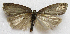  (Acleris bowmanana - BIOUG00848-E02)  @14 [ ] CreativeCommons - Attribution Non-Commercial No Derivatives (2011) Unspecified Unspecified