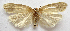  (Antaeotricha manzanitae - BIOUG00848-E03)  @13 [ ] CreativeCommons - Attribution Non-Commercial No Derivatives (2011) Unspecified Unspecified