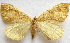  (Eulithis propulsata - BIOUG00849-E10)  @14 [ ] CreativeCommons - Attribution Non-Commercial No Derivatives (2011) Unspecified Unspecified
