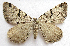  ( - BIOUG00849-F01)  @14 [ ] CreativeCommons - Attribution Non-Commercial No Derivatives (2011) Unspecified Unspecified