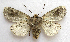  ( - BIOUG00850-H02)  @12 [ ] CreativeCommons - Attribution Non-Commercial No Derivatives (2011) Unspecified Unspecified