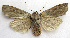  ( - BIOUG00850-H03)  @13 [ ] CreativeCommons - Attribution Non-Commercial No Derivatives (2011) Unspecified Unspecified