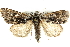  ( - BIOUG00851-B07)  @14 [ ] CreativeCommons - Attribution (2011) CBG Photography Group Centre for Biodiversity Genomics