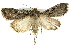  ( - BIOUG00851-D11)  @14 [ ] CreativeCommons - Attribution (2011) CBG Photography Group Centre for Biodiversity Genomics