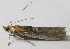  ( - BIOUG06714-F03)  @13 [ ] CreativeCommons - Attribution (2012) CBG Photography Group Centre for Biodiversity Genomics
