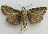  ( - BIOUG06714-G03)  @13 [ ] CreativeCommons - Attribution (2012) CBG Photography Group Centre for Biodiversity Genomics