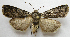 ( - BIOUG06714-H02)  @14 [ ] CreativeCommons - Attribution (2012) CBG Photography Group Centre for Biodiversity Genomics