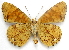  ( - BIOUG06722-A10)  @14 [ ] CreativeCommons - Attribution (2012) CBG Photography Group Centre for Biodiversity Genomics