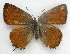  ( - BIOUG06722-B01)  @13 [ ] CreativeCommons - Attribution (2012) CBG Photography Group Centre for Biodiversity Genomics