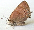  ( - BIOUG06722-B01)  @12 [ ] CreativeCommons - Attribution (2012) CBG Photography Group Centre for Biodiversity Genomics