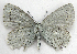  ( - BIOUG06722-B09)  @13 [ ] CreativeCommons - Attribution (2012) CBG Photography Group Centre for Biodiversity Genomics