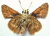  ( - BIOUG06722-C01)  @12 [ ] CreativeCommons - Attribution (2012) CBG Photography Group Centre for Biodiversity Genomics