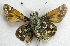  ( - BIOUG06722-C03)  @13 [ ] CreativeCommons - Attribution (2012) CBG Photography Group Centre for Biodiversity Genomics