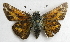  ( - BIOUG06722-C04)  @14 [ ] CreativeCommons - Attribution (2012) CBG Photography Group Centre for Biodiversity Genomics