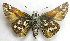  ( - BIOUG06722-C04)  @13 [ ] CreativeCommons - Attribution (2012) CBG Photography Group Centre for Biodiversity Genomics
