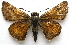  ( - BIOUG06722-C08)  @13 [ ] CreativeCommons - Attribution (2012) CBG Photography Group Centre for Biodiversity Genomics