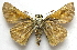  ( - BIOUG06722-C08)  @12 [ ] CreativeCommons - Attribution (2012) CBG Photography Group Centre for Biodiversity Genomics