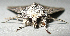  (Eremobina unicincta - BIOUG06722-E01)  @11 [ ] CreativeCommons - Attribution (2012) CBG Photography Group Centre for Biodiversity Genomics