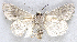  ( - BIOUG06722-E01)  @11 [ ] CreativeCommons - Attribution (2012) CBG Photography Group Centre for Biodiversity Genomics