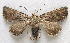  ( - BIOUG06722-E02)  @14 [ ] CreativeCommons - Attribution (2012) CBG Photography Group Centre for Biodiversity Genomics