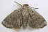  ( - BIOUG06722-E08)  @13 [ ] CreativeCommons - Attribution (2012) CBG Photography Group Centre for Biodiversity Genomics
