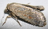  ( - BIOUG06722-E08)  @12 [ ] CreativeCommons - Attribution (2012) CBG Photography Group Centre for Biodiversity Genomics