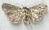  ( - BIOUG06722-E08)  @13 [ ] CreativeCommons - Attribution (2012) CBG Photography Group Centre for Biodiversity Genomics