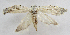  ( - BIOUG06722-H05)  @13 [ ] CreativeCommons - Attribution (2012) CBG Photography Group Centre for Biodiversity Genomics