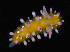  (Cadlinella - JOD_0225)  @11 [ ] CreativeCommons - Attribution Non-Commercial Share-Alike (2015) Matthieu Leray National Museum of Natural History, Smithsonian Institution